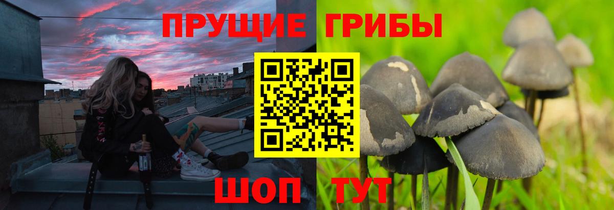 Галлюциногенные грибы GOLDEN TEACHER  Вход с VPN  даркнет сайт  Карачаевск 